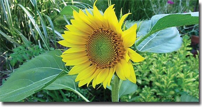Trademark Global Kathie McCurdy "Sunflower" Canvas Art, 24" x 47"