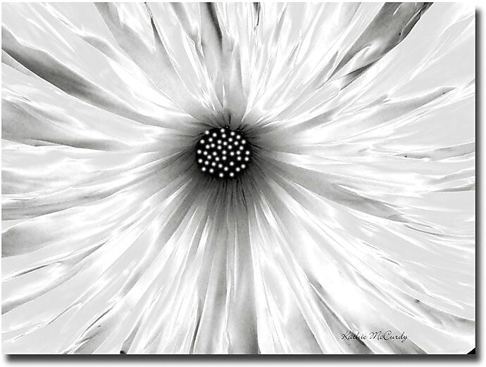 Trademark Global Kathie McCurdy "White Garden" Canvas Art, 24" x 32"