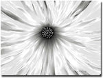 Trademark Global Kathie McCurdy "White Garden" Canvas Art, 35" x 47"