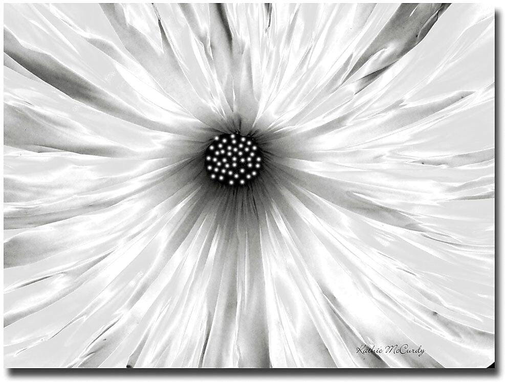 Trademark Global Kathie McCurdy "White Garden" Canvas Art, 35" x 47"