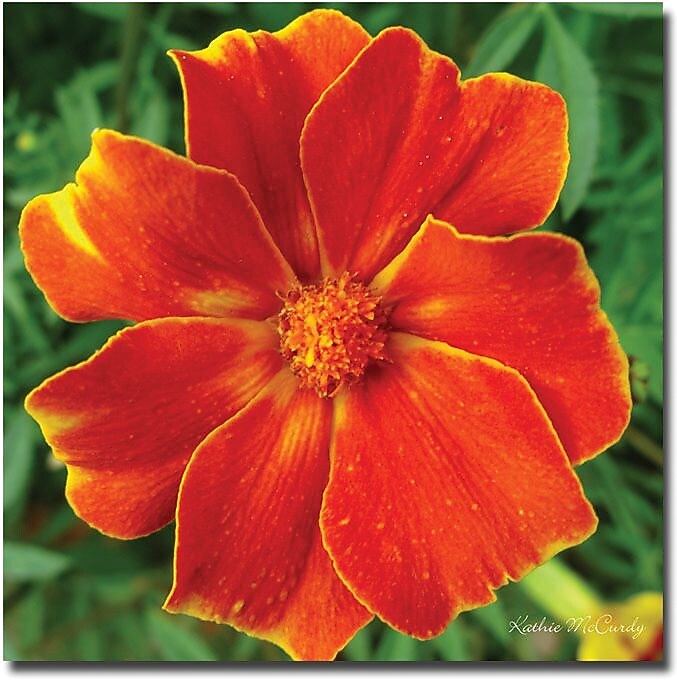 Trademark Global Kathie McCurdy "Marigold" Canvas Art, 24" x 24"