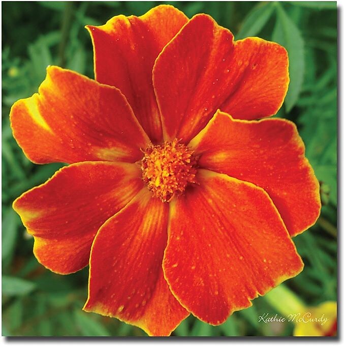 Trademark Global Kathie McCurdy "Marigold" Canvas Art, 35" x 35"