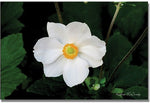 Trademark Global Kathie McCurdy "Big White Flower" Canvas Art, 16" x 24"