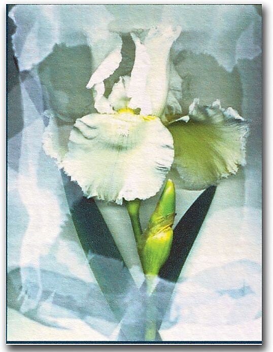 Trademark Global Kathie McCurdy "Sheer White Iris" Canvas Art, 47" x 35"