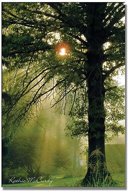 Trademark Global Kathie McCurdy "Magical Tree" Canvas Art, 24" x 16"