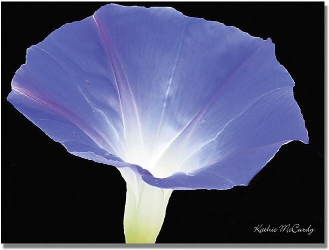 Trademark Global Kathie McCurdy "Morning Glory" Canvas Art, 35" x 47"