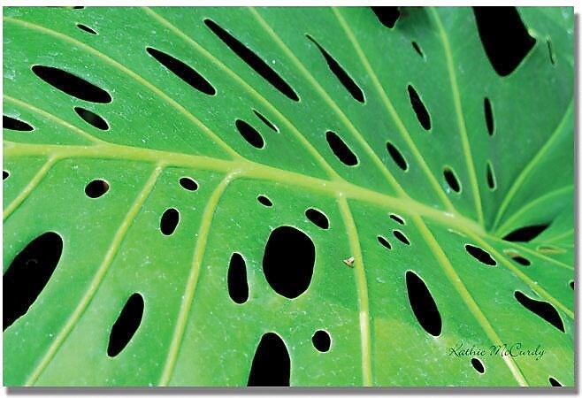 Trademark Global Kathie McCurdy "Tropical Leaf" Canvas Art, 30" x 47"