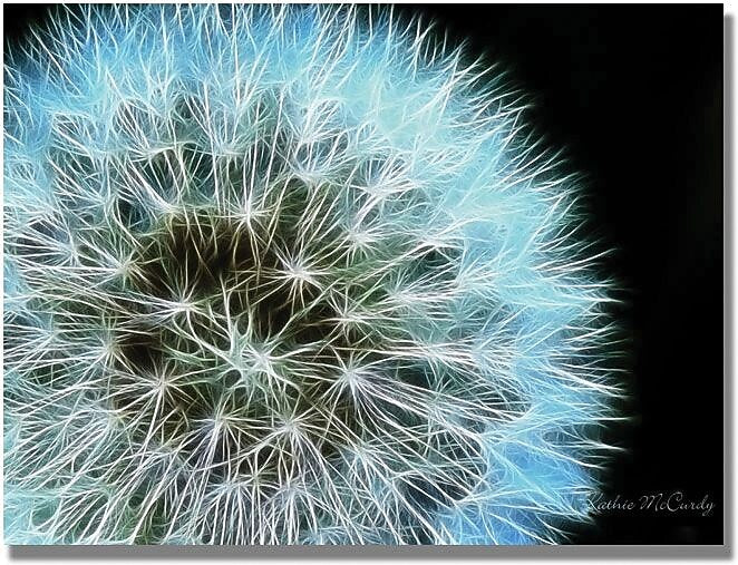Trademark Global Kathie McCurdy "Dandelion Seed Head Full" Canvas Art, 18" x 24"