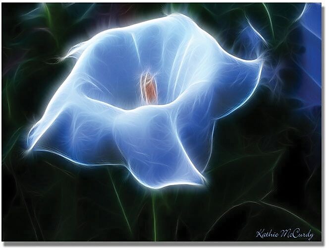Trademark Global Kathie McCurdy "Moonflower Open Big" Canvas Art, 18" x 24"