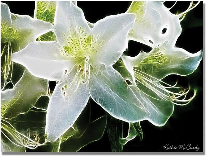 Trademark Global Kathie McCurdy "White Azalea" Canvas Art, 18" x 24"