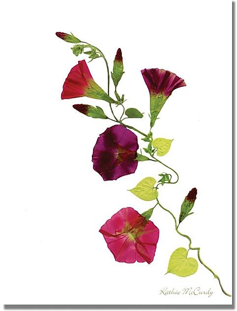 Trademark Global Kathie McCurdy "Morning Glories" Canvas Art, 24" x 18"