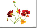 Trademark Global Kathie McCurdy "Orange and Yellow Nasturtiums" Canvas Art, 35" x 47"