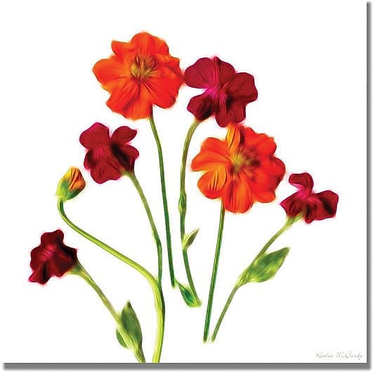 Trademark Global Kathie McCurdy "Orange Cosmos" Canvas Art, 18" x 18"