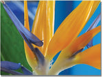 Trademark Global Kathie McCurdy "Bird of Paradise" Canvas Art, 18" x 24"