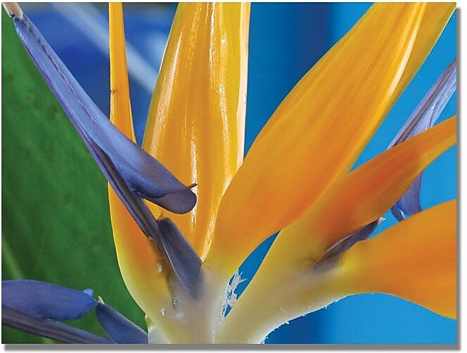 Trademark Global Kathie McCurdy "Bird of Paradise" Canvas Art, 18" x 24"