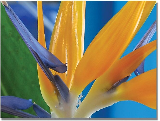 Trademark Global Kathie McCurdy "Bird of Paradise" Canvas Art, 35" x 47"
