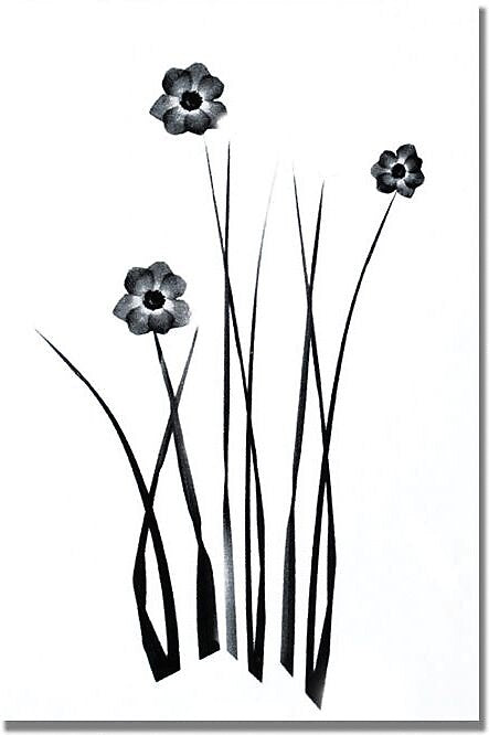 Trademark Global Kathie McCurdy "White and Black Bunch" Canvas Art, 47" x 35"