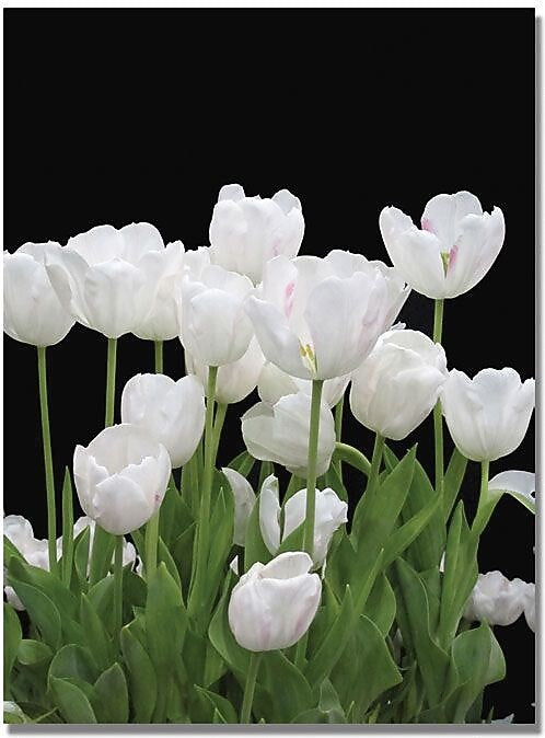Trademark Global Kathie McCurdy "White Tulips" Canvas Art, Medium, 47" x 35" (KM0236-C3547GG)