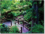 Trademark Global Kathie McCurdy "Bridge in the Garden of Light" Canvas Art, 18" x 24"