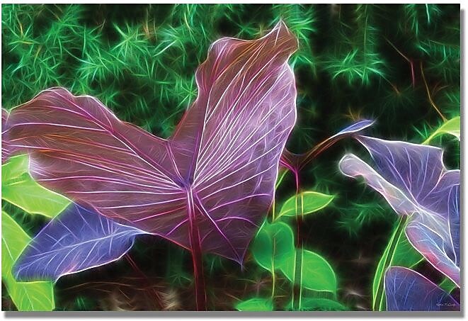 Trademark Global Kathie McCurdy "Hawaiian Garden II" Canvas Art, 16" x 24"