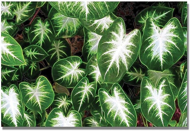Trademark Global Kathie McCurdy 'Caladium Leaves' Canvas Art