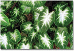 Trademark Global Kathie McCurdy Caladium Leaves Canvas Art