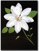 Trademark Global Kathie McCurdy "Star" Canvas Art, 47" x 35"