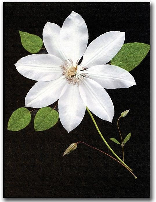 Trademark Global Kathie McCurdy "Star" Canvas Art, 47" x 35"