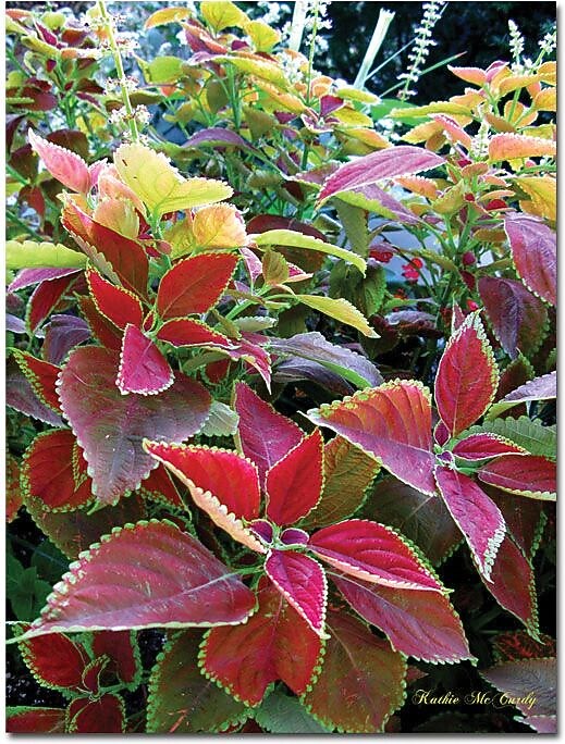 Trademark Global Kathie McCurdy "Magical Garden I" Canvas Art, 32" x 24"