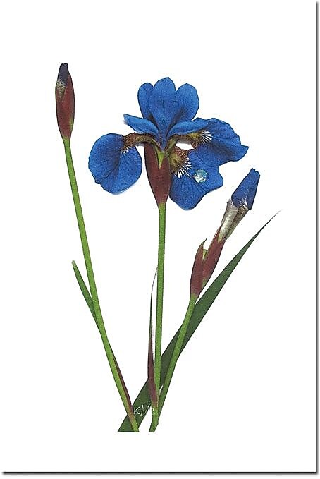 Trademark Global Kathie McCurdy "Blue Beauty" Canvas Art, 24" x 16"
