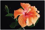 Trademark Global Kurt Shafer "Hibiscus on black" Canvas Art, 16" x 24"