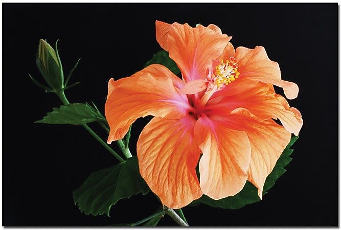 Trademark Global Kurt Shafer "Hibiscus on black" Canvas Art, 16" x 24"