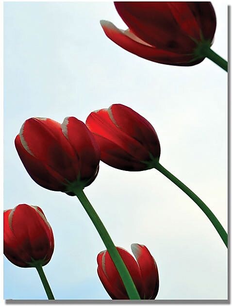 Trademark Global Michelle Calkins "Red Tulips from the Bottom Up" Canvas Art, 24" x 18"