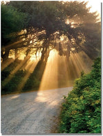 Trademark Global Michelle Calkins "Sunlight Through Trees" Canvas Art, 24" x 18"