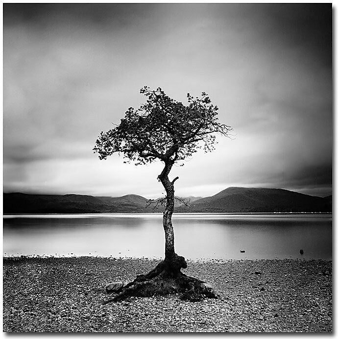 Trademark Global Nina Papiorek "Scotland, Millarochy Tree" Canvas Art, 35" x 35"