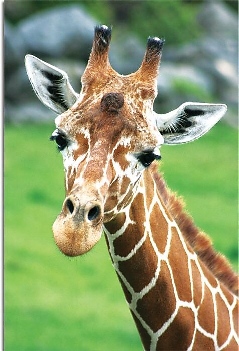 Trademark Global Patty Tuggle "Giraffe Hello" Canvas Art, 24" x 16"