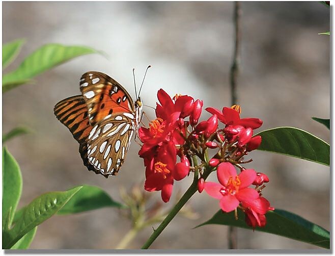 Trademark Global Patty Tuggle "Butterfly on Red Flowers" Canvas Art, 24" x 32"
