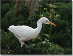 Trademark Global Patty Tuggle "Egret" Canvas Art, 18" x 24"