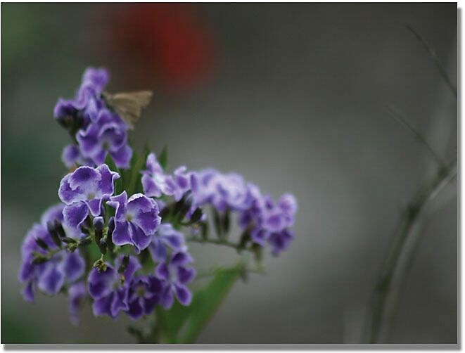 Trademark Global Patty Tuggle "Purple Flowers & Moth" Canvas Art, 35" x 47"