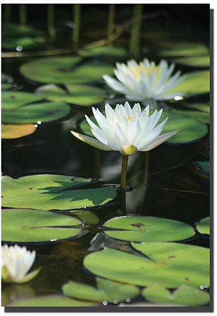 Trademark Global Patty Tuggle "Lovely Lilies" Canvas Art, 24" x 16"