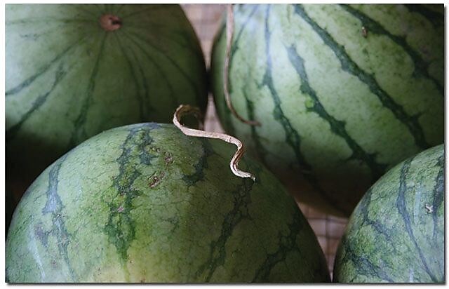 Trademark Global Patty Tuggle "Summer Watermelons" Canvas Art, 16" x 24"