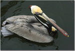 Trademark Global Patty Tuggle "Pelican Beauty" Canvas Art, 14" x 19"