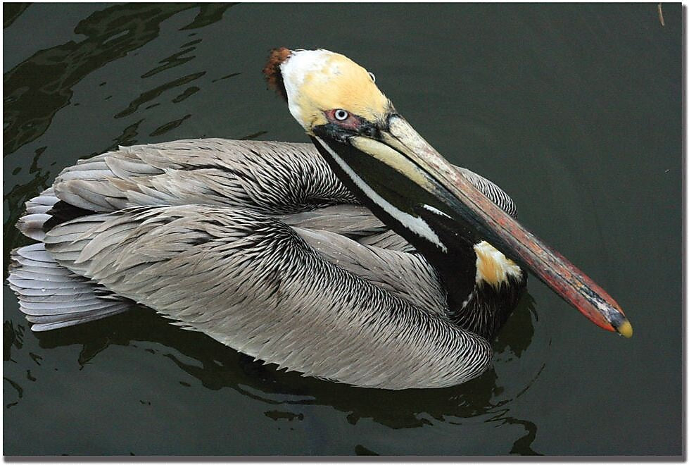 Trademark Global Patty Tuggle "Pelican Beauty" Canvas Art, 14" x 19"
