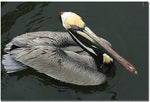 Trademark Global Patty Tuggle "Pelican Beauty" Canvas Art, 16" x 24"