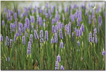 Trademark Global Patty Tuggle "Purple Lake Flowers" Canvas Art, 16" x 24"