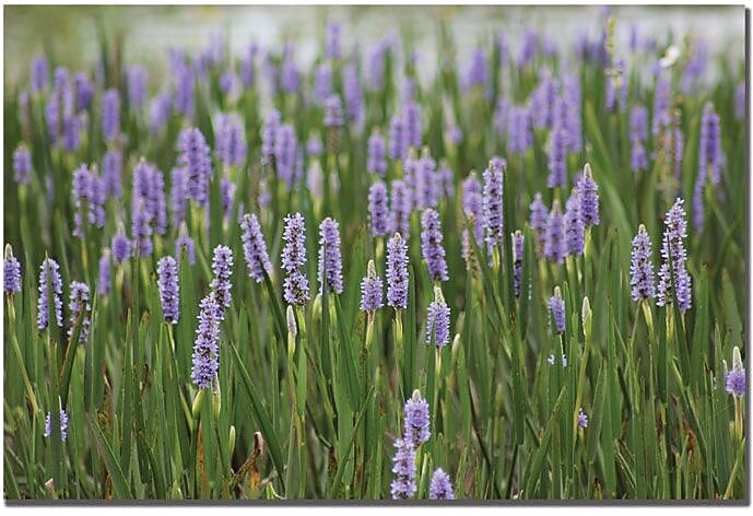 Trademark Global Patty Tuggle "Purple Lake Flowers" Canvas Art, 16" x 24"