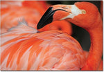 Trademark Global Patty Tuggle "Pink Flamingo" Canvas Art, 16" x 24"