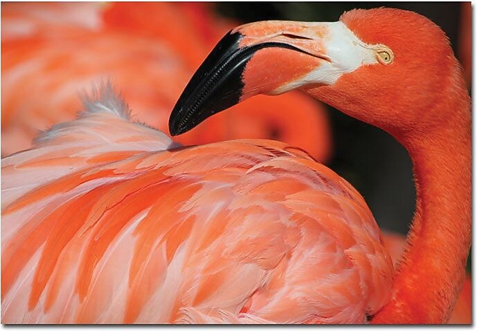 Trademark Global Patty Tuggle "Pink Flamingo" Canvas Art, 16" x 24"