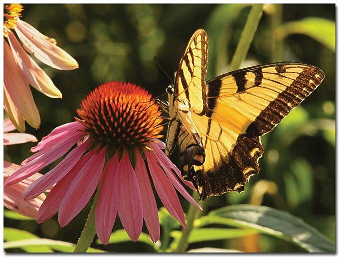 Trademark Global Patty Tuggle "Butterfly I" Canvas Art, 24" x 32"