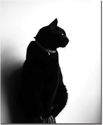 Trademark Global Tammy Davison "Chat Noir" Canvas Art, 19" x 14"